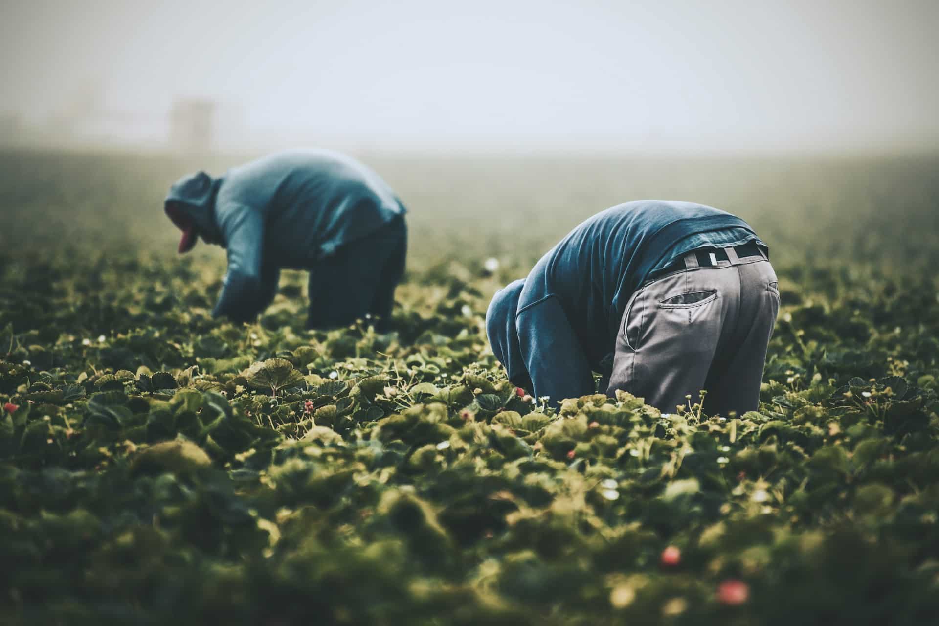 Two men harvesting produce in a field, representing seasonal employment.