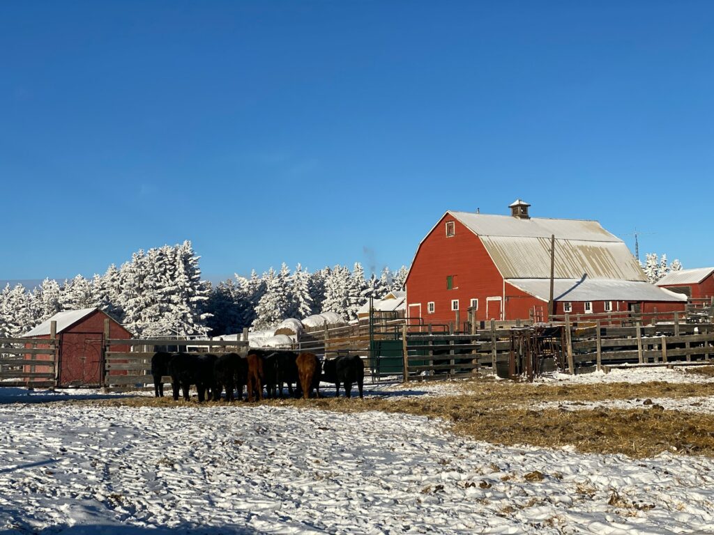 A beautiful snow-covered farm with a red farmhouse and horses in rural Alberta, representing farm and ranch business succession planning