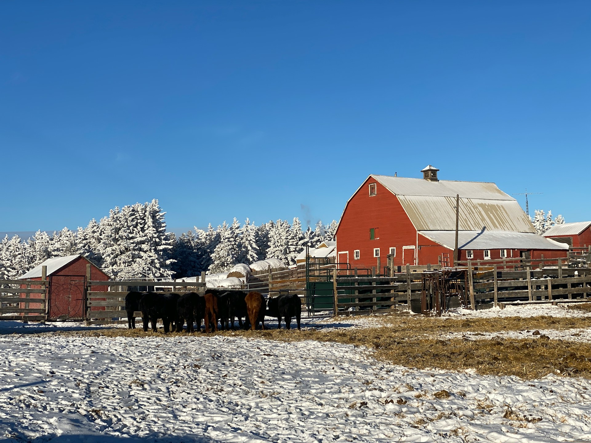 A beautiful snow-covered farm with a red farmhouse and horses in rural Alberta, representing farm and ranch business succession planning